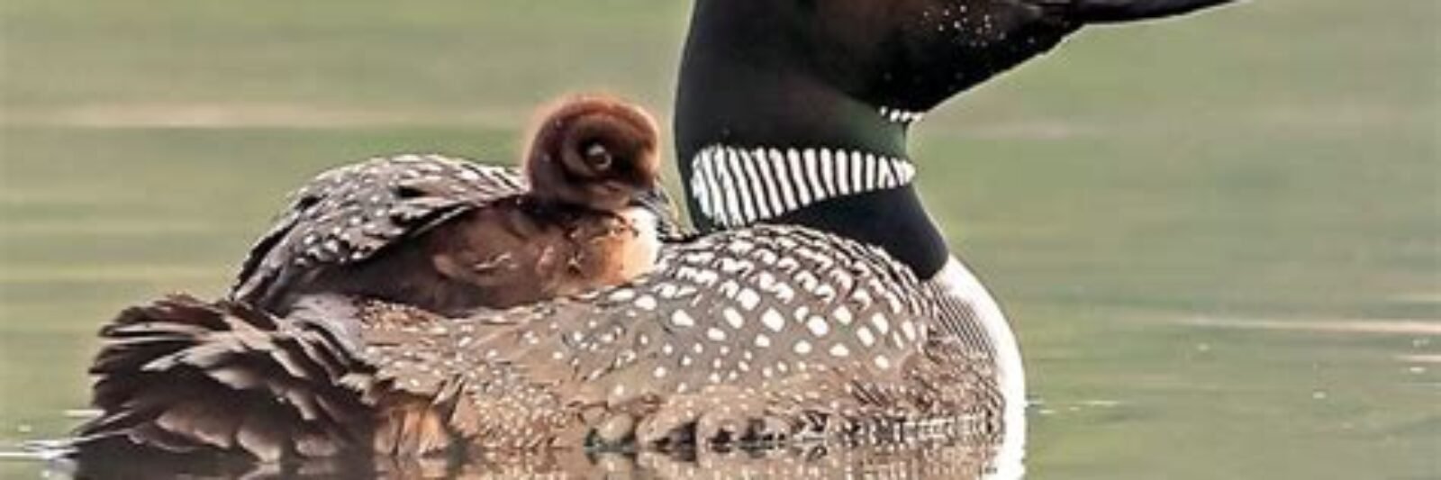 loon
