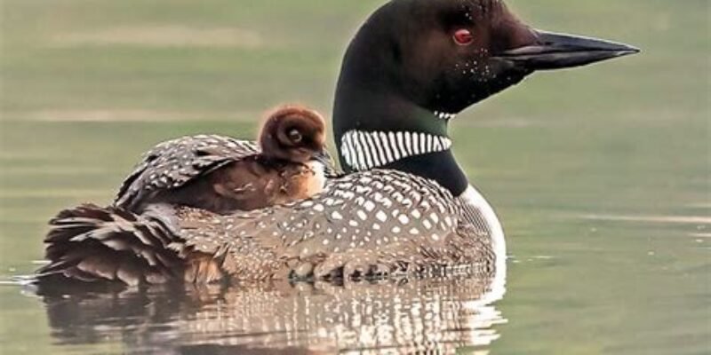 loon