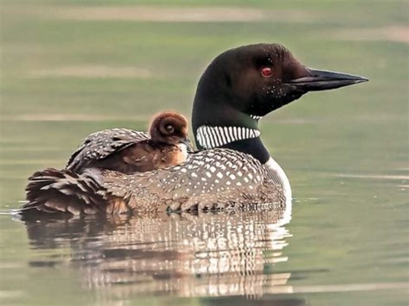 loon