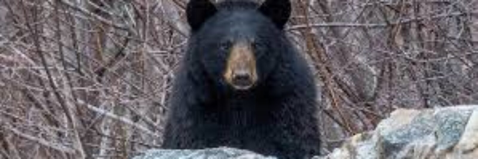 bear