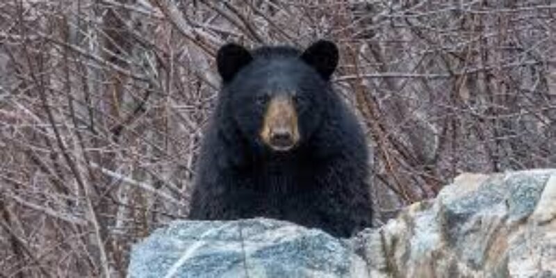 bear