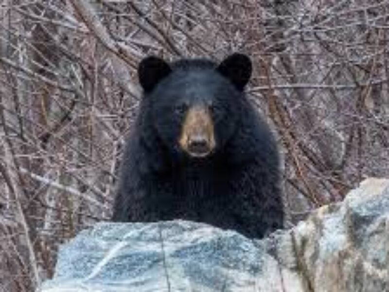 bear